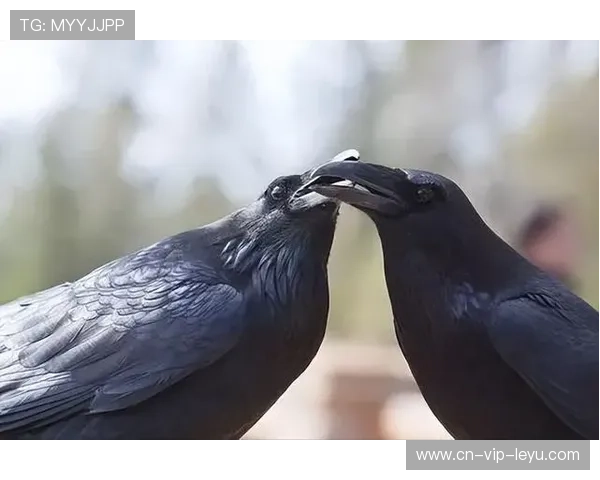 乌鸦后防稳固，对手几乎无从下手，乌鸦后期强吗